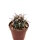 Ferocactus fordii ssp. borealis Socorro, Baja California