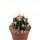 Ferocactus piliosus