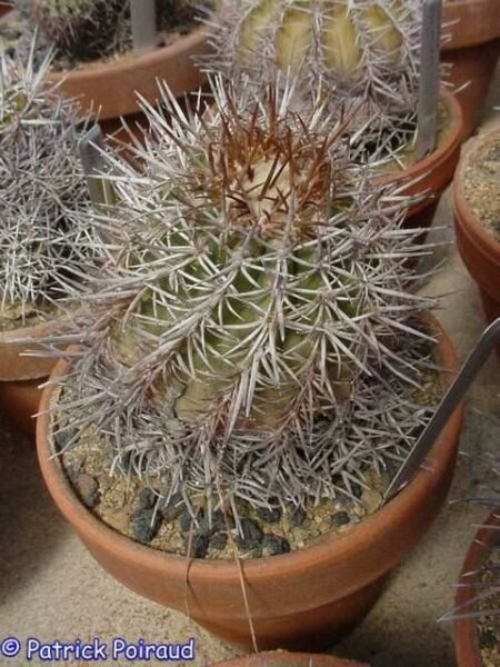 Copiapoa solaris PHA 2671