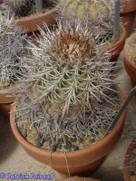 Copiapoa solaris PHA 2671