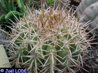 Copiapoa solaris PHA 2671
