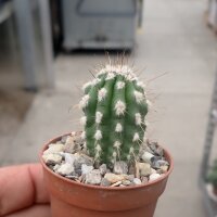 Eulychnia sp. n.  PHA 2216