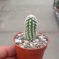 Eulychnia sp. n.  PHA 2216