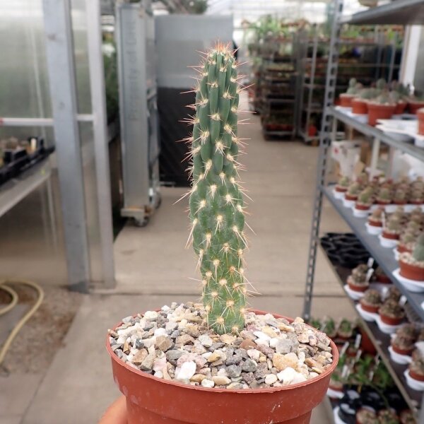 Miqueliopuntia miquelii PHA 2568