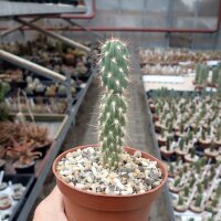 Miqueliopuntia miquelii PHA 2568
