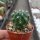 Lobivia chrysochete PHA 2709