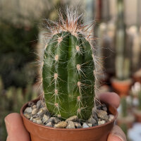 Oreocereus lecoriensis PHA 2703