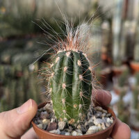 Oreocereus lecoriensis PHA 2703