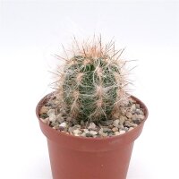 Oreocereus lecoriensis PHA 2703