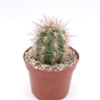 Oreocereus lecoriensis PHA 2703