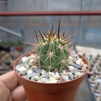Trichocereus chiloensis PHA 2491