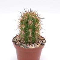 Trichocereus chiloensis PHA 2491