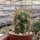 Trichocereus chiloensis PHA 2491