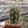 Trichocereus chiloensis PHA 2491