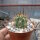 Trichocereus chiloensis PHA 2491