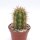 Trichocereus chiloensis PHA 2491