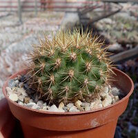Neoporteria subgibbosa PHA 2605