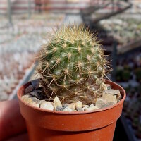Neoporteria subgibbosa PHA 2605