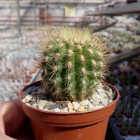 Neoporteria subgibbosa PHA 2605