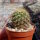 Neoporteria subgibbosa PHA 2605
