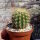 Neoporteria subgibbosa PHA 2605