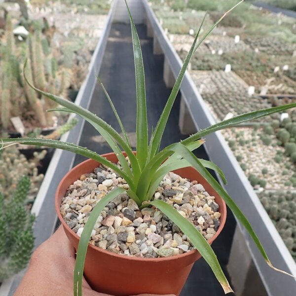 Puya raimondii PHA 2754