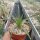 Puya raimondii PHA 2754