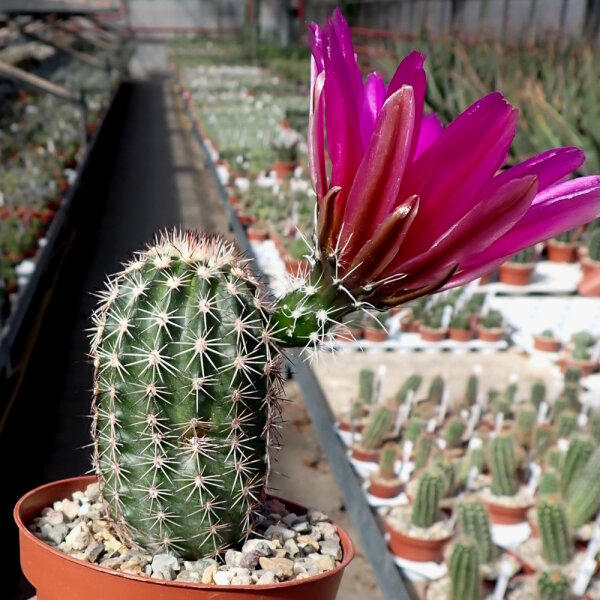Echinocereus bonkerae HN1 x pectinatus ssp. wenigeri HK 1039
