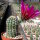 Echinocereus bonkerae HN1 x pectinatus ssp. wenigeri HK 1039