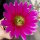 Echinocereus bonkerae HN1 x pectinatus ssp. wenigeri HK 1039