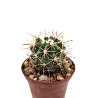Ferocactus fordii x santa-maria F2