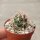 Thelocactus pottsii x heterochromus