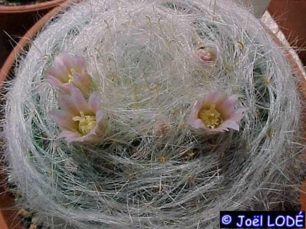 Mammillaria glassii  v. siberiensis L 1322