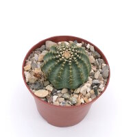 Echinocereus pulchellus v. amoenus f. aguirrei