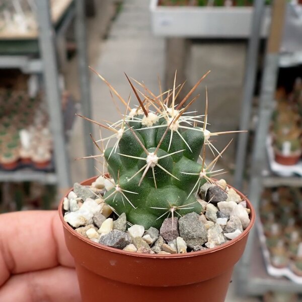 Thelocactus conothelos ssp. Flavus
