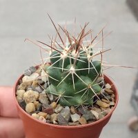 Thelocactus conothelos ssp. Flavus