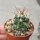 Thelocactus conothelos ssp. Flavus