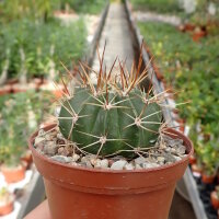 Melocactus grisoleoviridis
