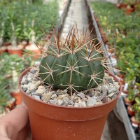 Melocactus grisoleoviridis