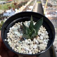 Ariocarpus trigonus v. minor CITES, not outside EU