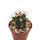 Ferocactus gracilis x gracilis subsp. coloratus