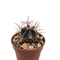 Ferocactus peninsulae ssp. viscainensis x gracilis F1