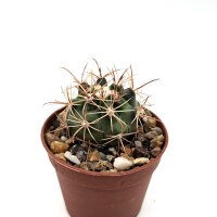 Ferocactus pottsii x acanthodes ssp. eastwoodiae