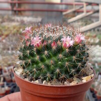 Mammillaria wiesingeri