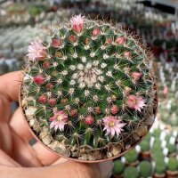 Mammillaria wiesingeri