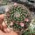 Mammillaria wiesingeri