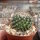 Mammillaria wiesingeri