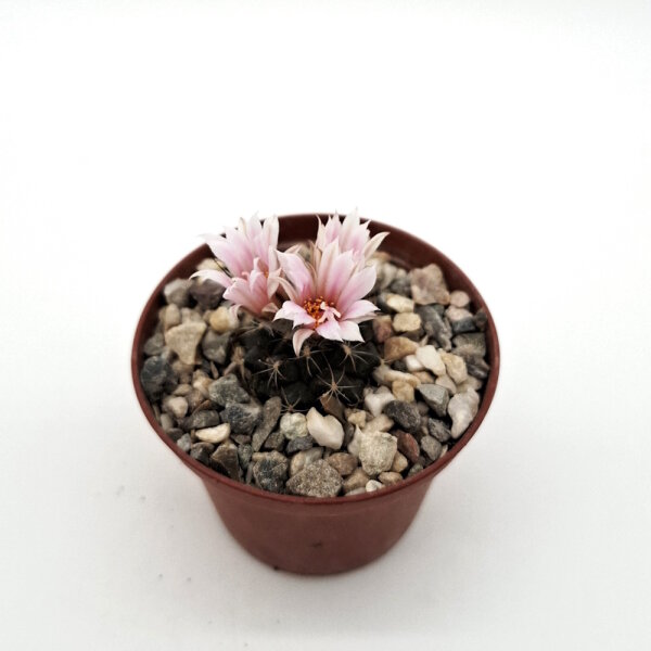 Turbinicarpus laui  westl. Villa Juarez CITES, not outside EU