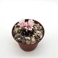 Turbinicarpus laui  westl. Villa Juarez CITES, not...