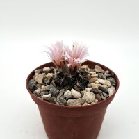 Turbinicarpus laui  westl. Villa Juarez CITES, not...